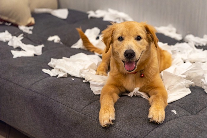 紙をいたずらしている犬