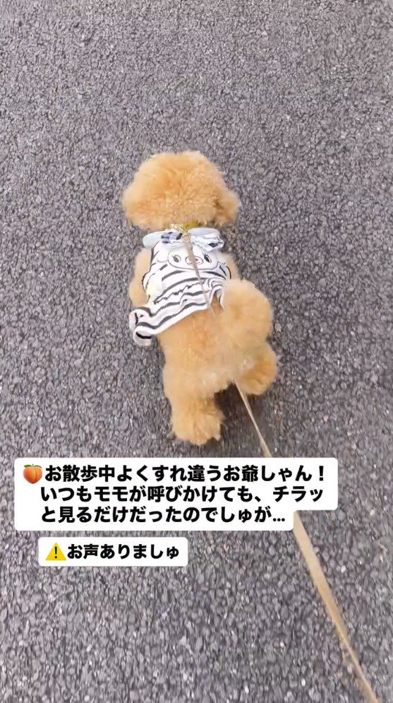 すれ違う老人を見つめる犬