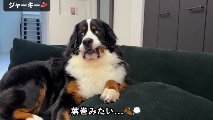 葉巻を吸うおじさんのよう（笑）