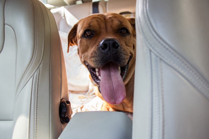 車の中 舌を出す犬