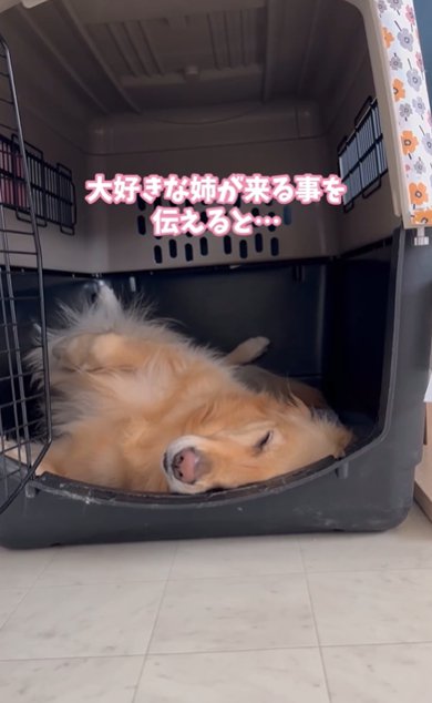 クレートでへそ天しながら寝るゴールデンレトリバー