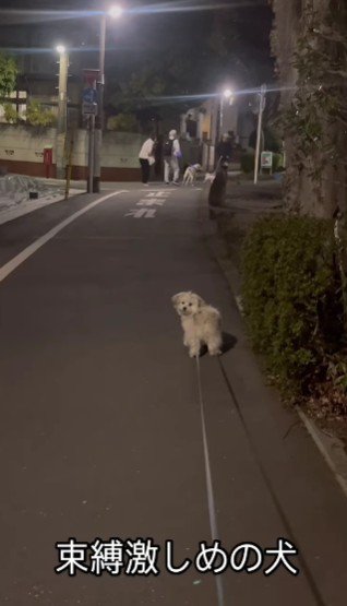 友達犬と遭遇