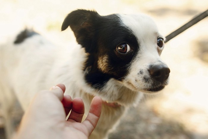 怖がる犬と差し出された手