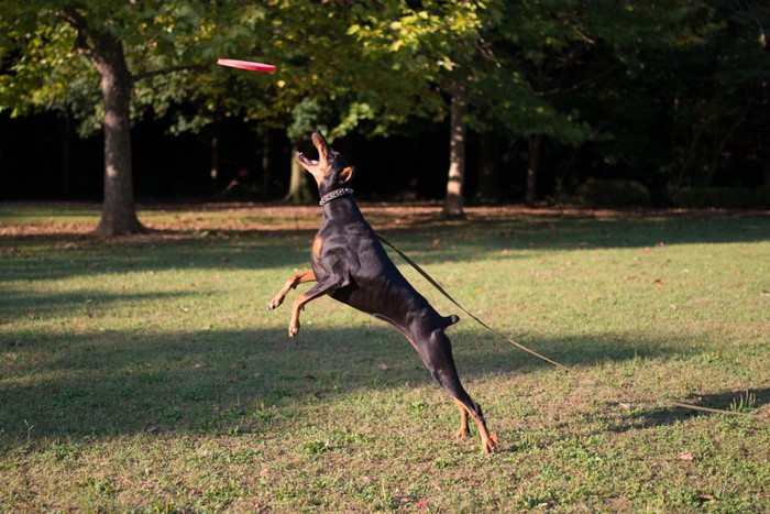 フリスビーで遊ぶ犬