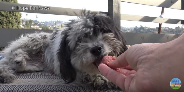 手から直接食べる