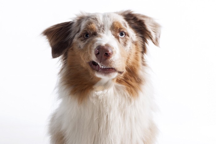 緊張や不安を感じている犬