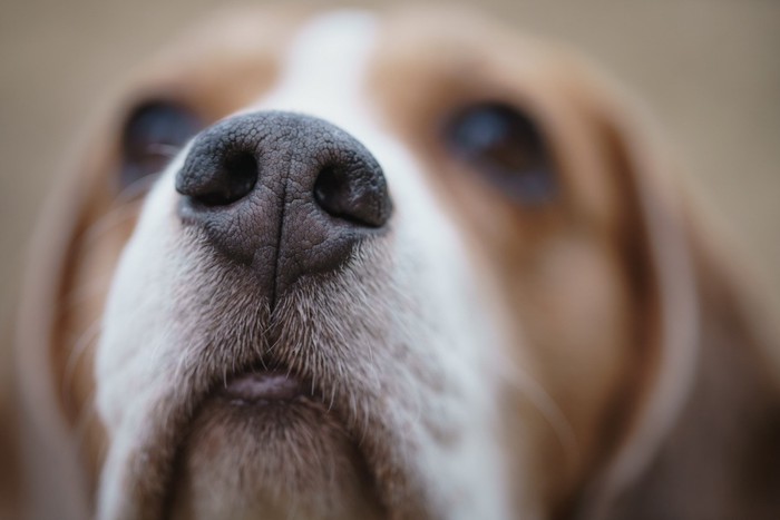 鼻にピントが合っているビーグル犬