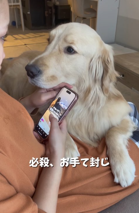 飼い主の手にアゴを乗せる大型犬