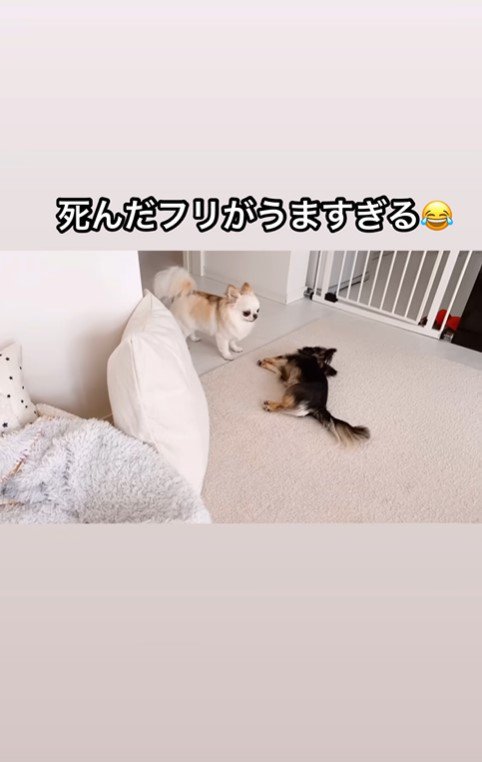 えびちゃんの死んだフリ6