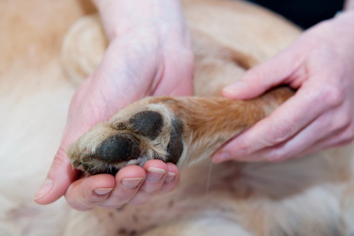 犬の肉球をマッサージする手