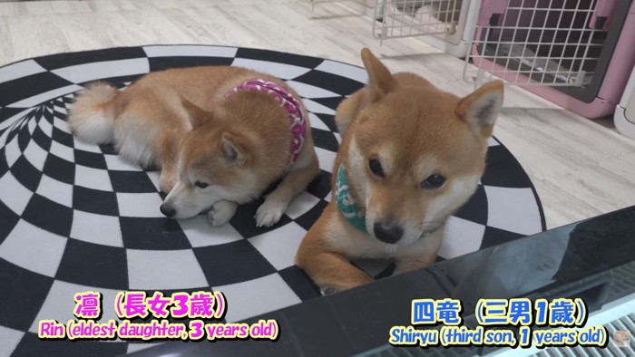 コタツの前を陣取る2匹