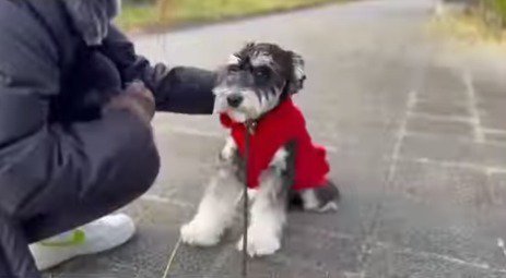 犬の背中を撫でてあげる黒い服の人