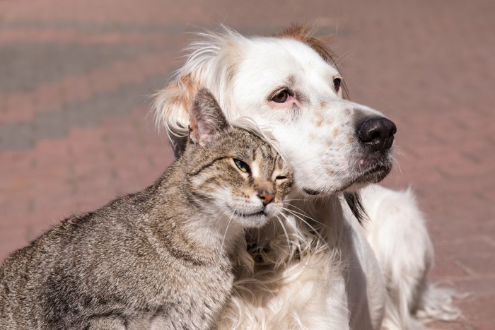 猫にスリスリされる大型犬