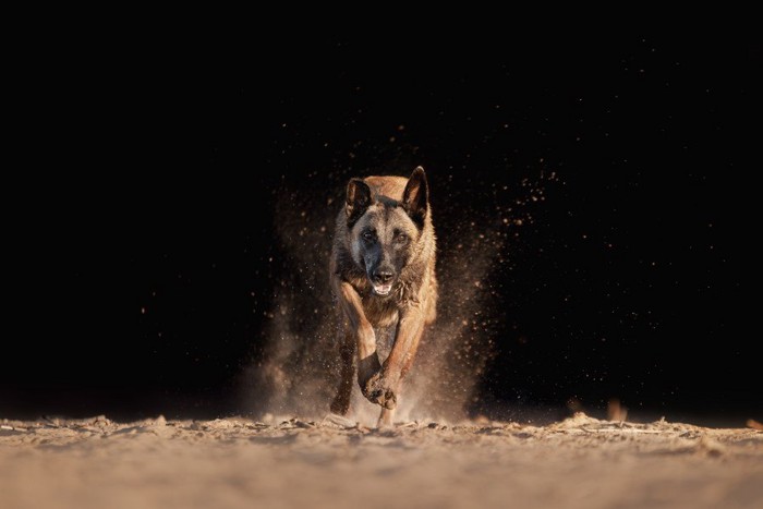 こちらに駆け寄ってくる犬