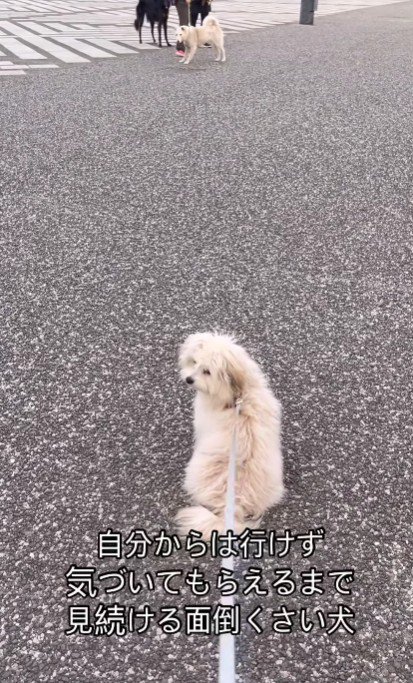「見てませんけど…」
