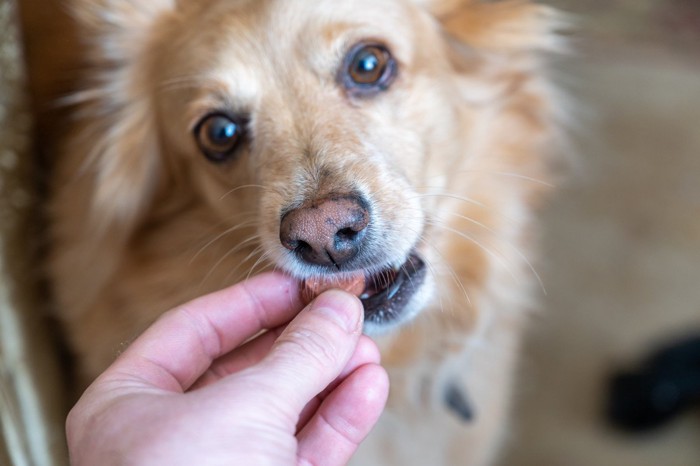 おやつを与える手と食べる犬