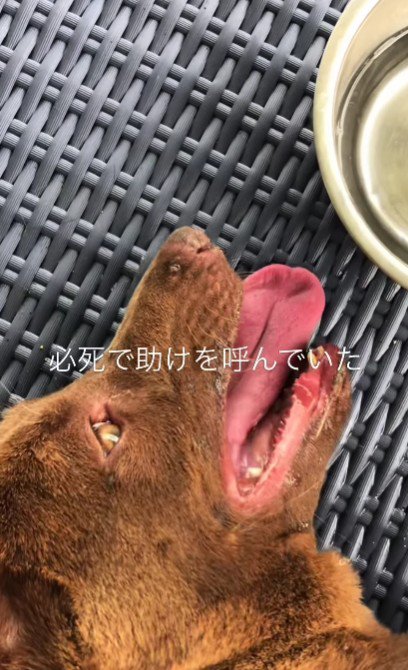 炎天下に放置されていたあさちゃん