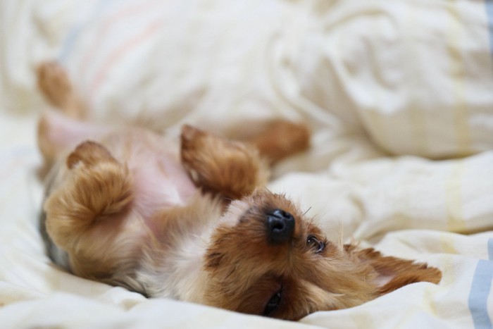 仰向けで寝る犬