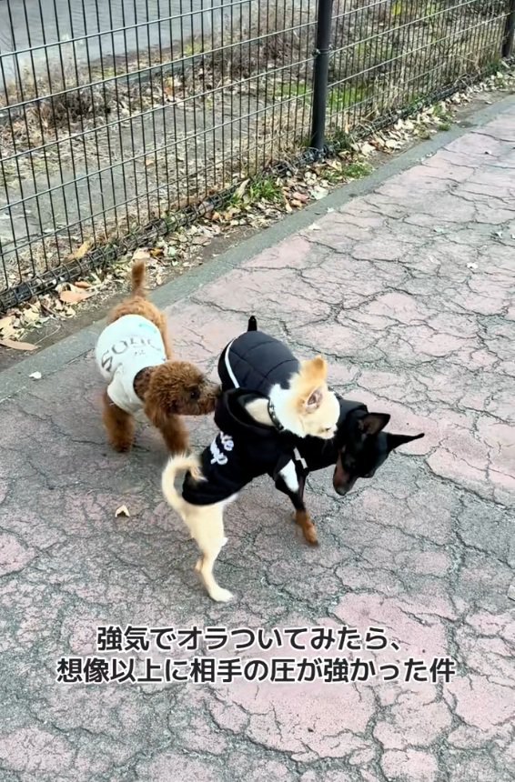 わんこに飛びつくこはくくん