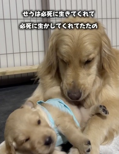 必死に生き抜いてくれました