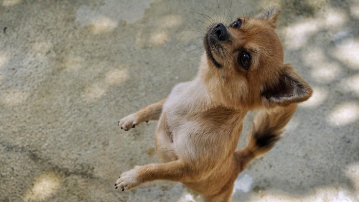 垂直ジャンプする犬