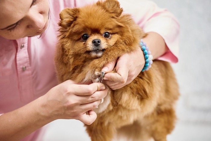 爪切りされる犬