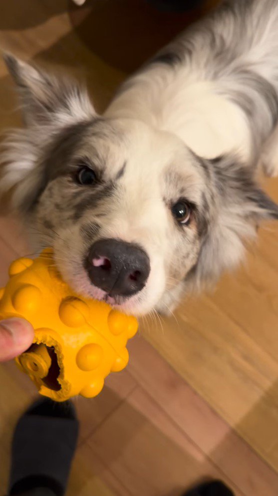 男性が持っているボールを咥える犬