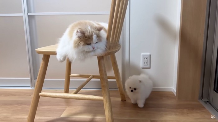 イスの上の猫と子犬