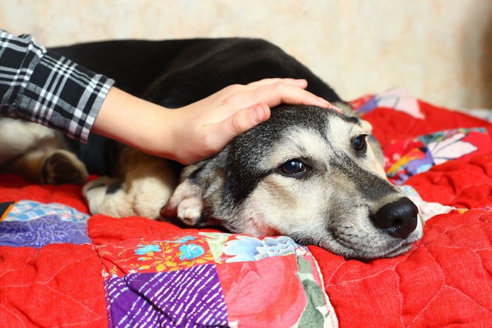 飼い主に撫でられている老犬