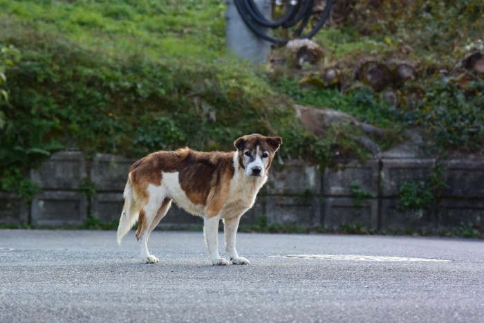 年老いた野犬