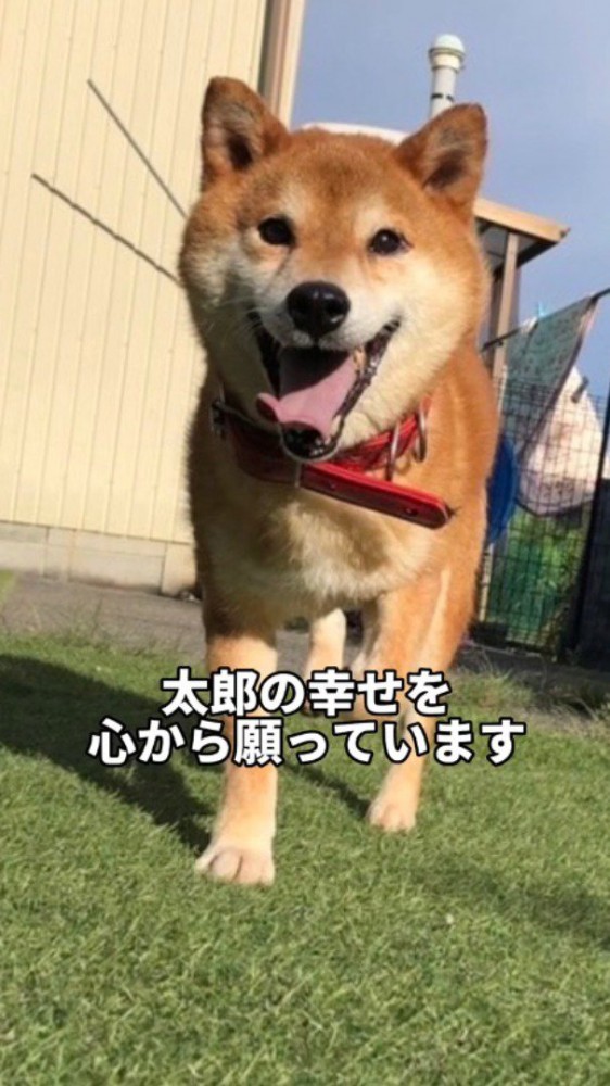笑顔でカメラの方へ歩いてくる犬