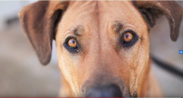 犬の顔のアップ