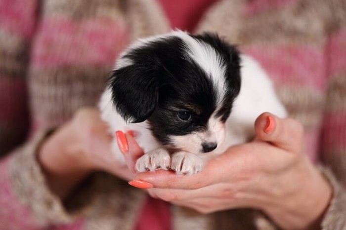 ブリーダーの手の上で大人しくしているパピヨンの子犬