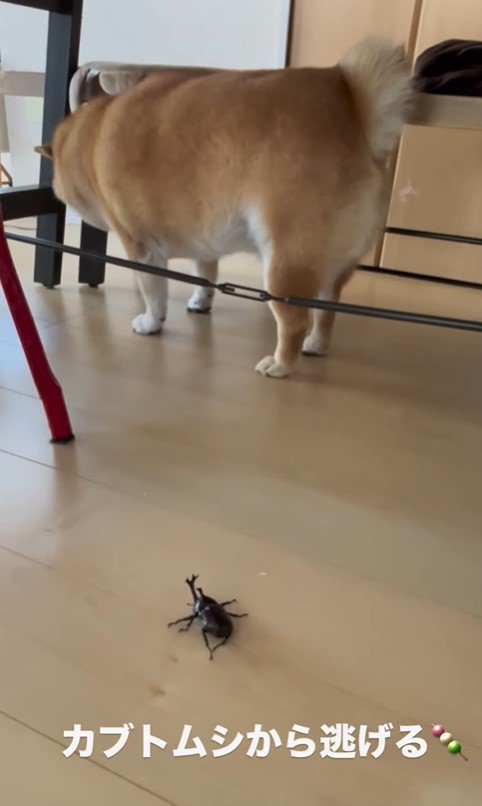 カブトムシを見た時のだんごちゃん8