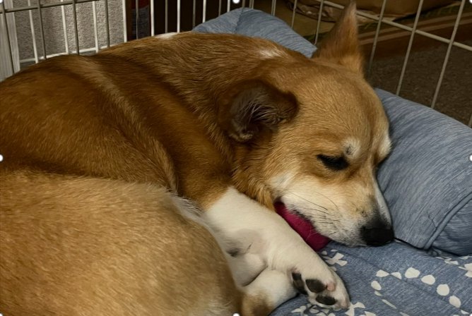 尊すぎる