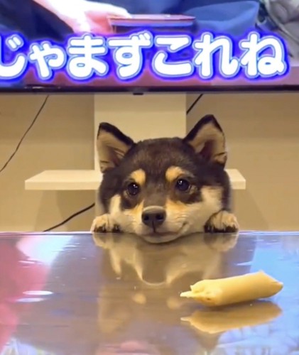 キョロキョロする柴犬2