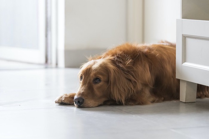 つまらなそうに床に伏せている犬