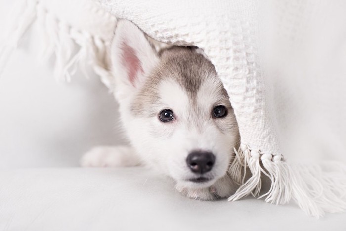 白いブランケットを被ったハスキーの子犬