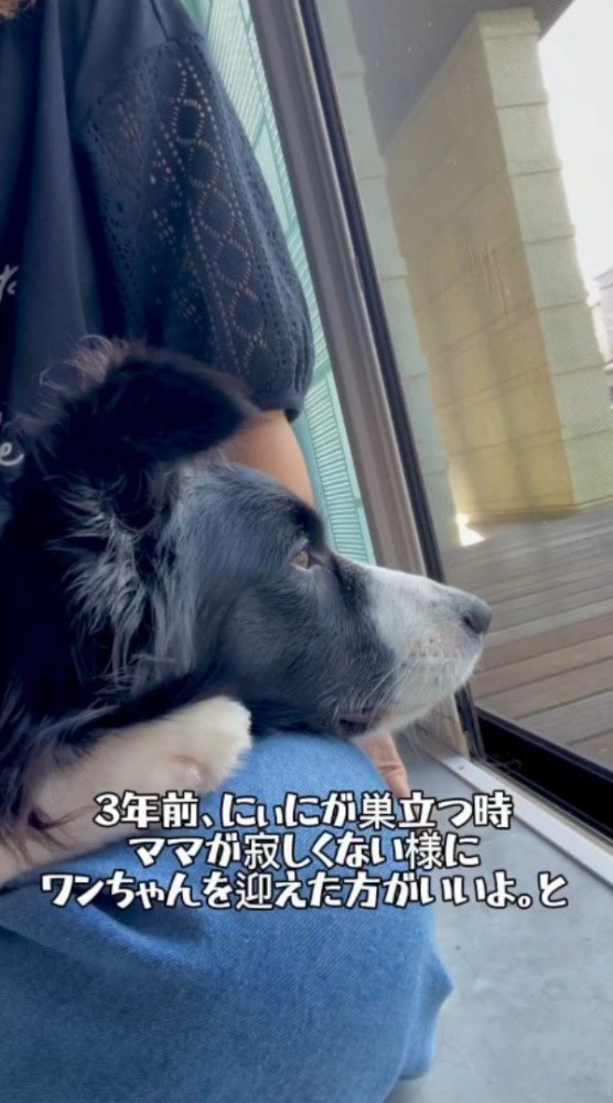 女性の膝にあごを乗せて窓の外を眺める犬