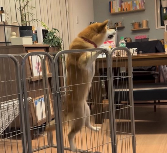 前足で柵をつかむ犬