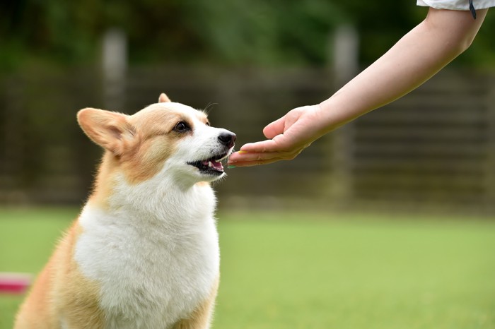 飼い主の手からおやつをもらう犬