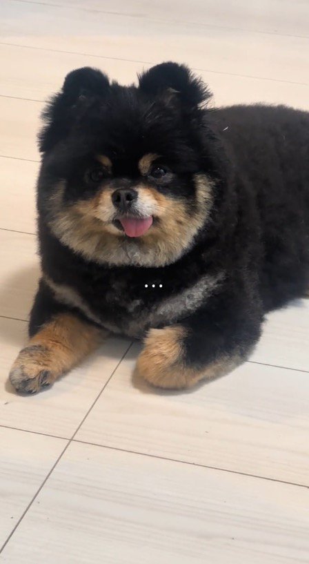 無言で飼い主を見つめる犬