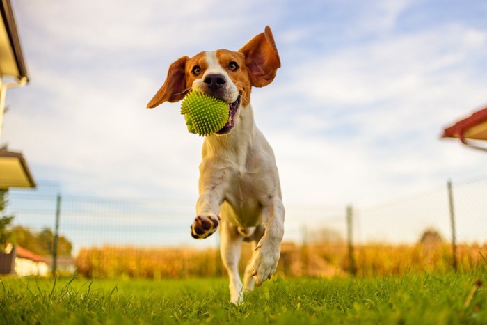 思い切り遊ぶ犬