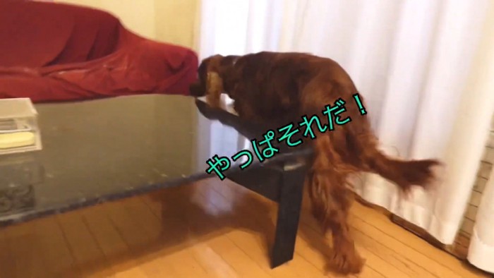 必死に逃げ回っています