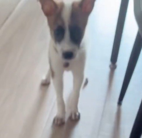 フローリングの上に立っている子犬