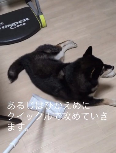 掃除道具で犬の近くの床を拭く飼い主