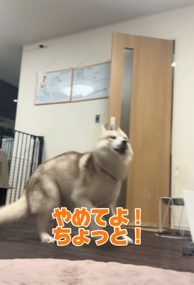 激怒するハスキー