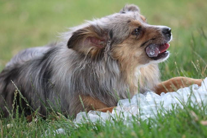 氷を食べる犬