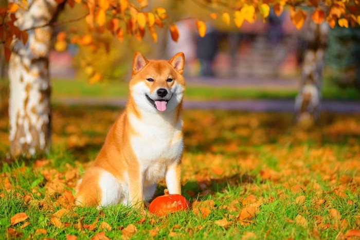 紅葉と落ち葉と柴犬