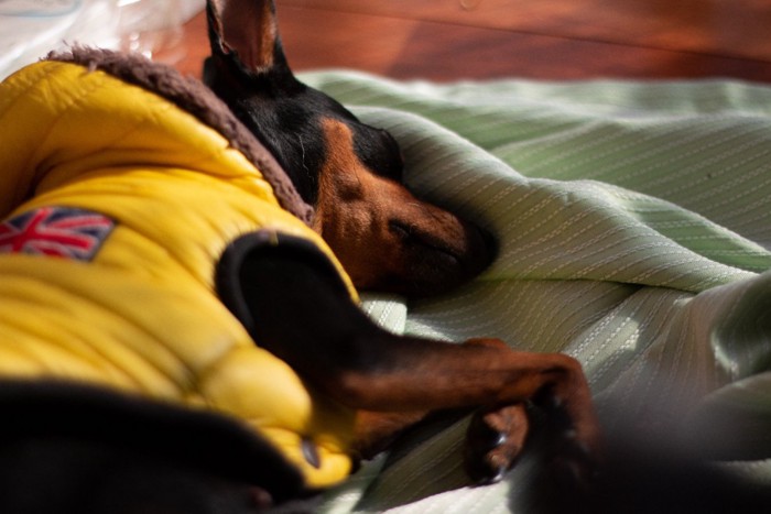 ベッドの上で眠っている犬